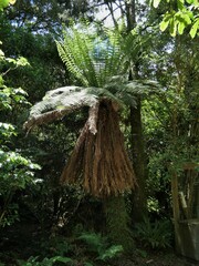 Dicksonia fibrosa