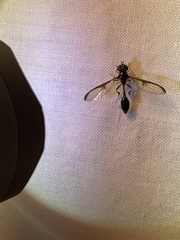 Salpingogaster