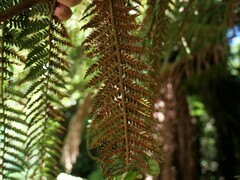 Dicksonia fibrosa