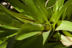 Eryngium paniculatum
