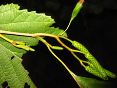 Alnus hirsuta