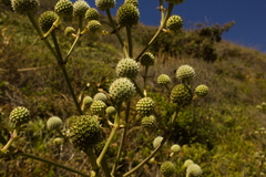 Eryngium paniculatum
