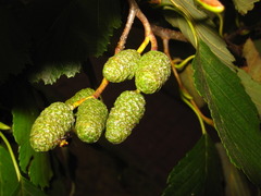 Alnus hirsuta