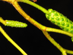 Alnus hirsuta