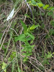 Hypericum punctatum
