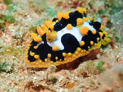 Phyllidia ocellata
