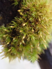 Orthotrichum pulchellum