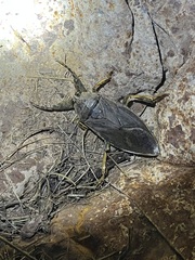 Lethocerus medius