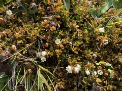 Gaultheria parvula