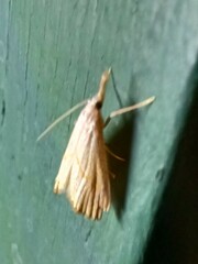 Haimbachia placidellus