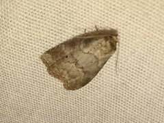 Hyperstrotia pervertens