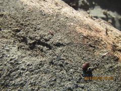 Mesites pallidipennis