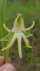 Habenaria trifida