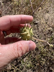 Datura quercifolia