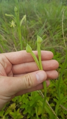 Habenaria trifida