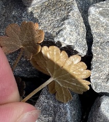 Geranium brevicaule
