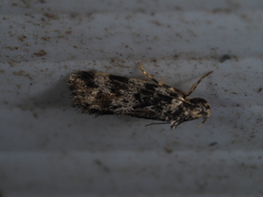 Barea eucapnodes