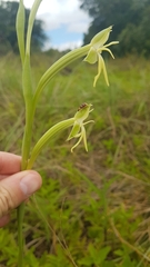 Habenaria trifida