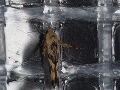 Stathmopoda melanochra