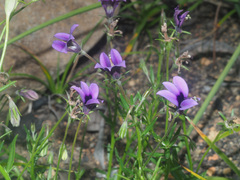 Monopsis simplex