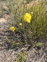 Hibbertia conspicua
