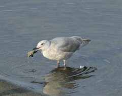 Larus glaucescens