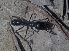 Plectroctena