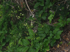 Knowltonia vesicatoria
