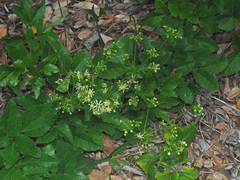 Knowltonia vesicatoria
