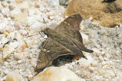 Ectomis octomaculata