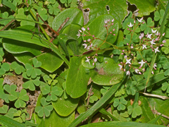 Crassula multicava multicava