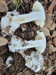 Amanita ocreata