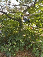 Heptapleurum actinophyllum