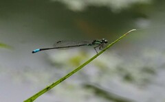 Acanthagrion lancea