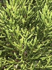 Athrotaxis cupressoides