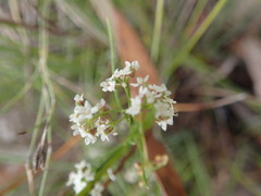 Platysace heterophylla