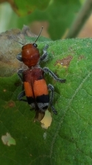 Enoclerus ichneumoneus