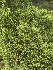 Athrotaxis cupressoides