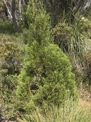 Athrotaxis cupressoides