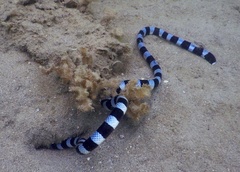 Laticauda laticaudata