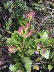 Phyllocladus aspleniifolius