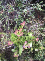 Phyllocladus aspleniifolius