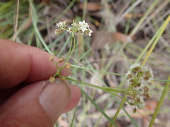 Platysace heterophylla