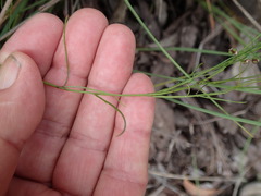 Platysace heterophylla