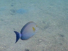 Acanthurus xanthopterus