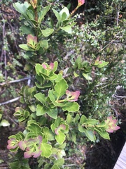 Phyllocladus aspleniifolius
