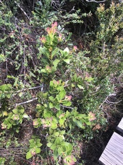 Phyllocladus aspleniifolius