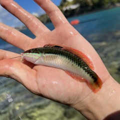 Halichoeres maculipinna