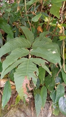 Tectaria polymorpha