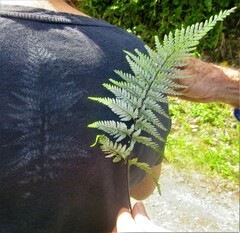 Pityrogramma calomelanos